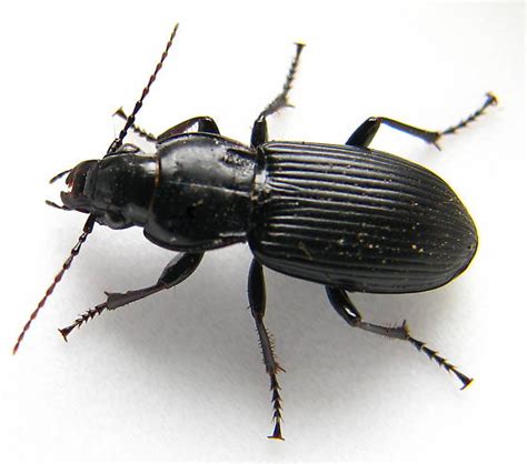 An Introduction to Ground Beetles: Beneficial Predators on Your Farm ...