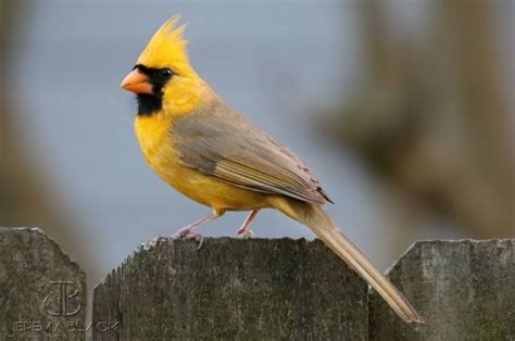 Photographing a Phenomenon: The Yellow Northern Cardinal