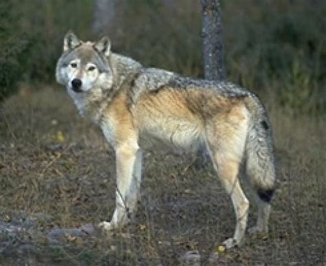 The Great Plains Wolf | Wolf photography, Great plains, Every dog breed