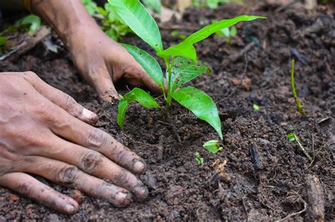 Is new-age environmentalism narrowing down to planting saplings?