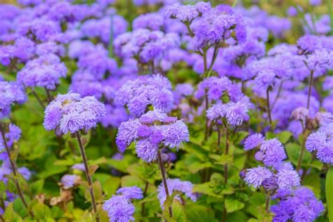 Ageratum houstonianum 'Blue Mink' (Floss Flower)