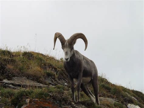 stone sheep hunting bc (11) | Big Nine Outfitters