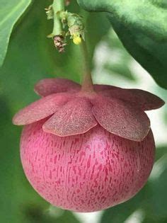 Heilala (Garcinia sessilis) the national flower of Tonga | Purple plants, Flowers, Garcinia