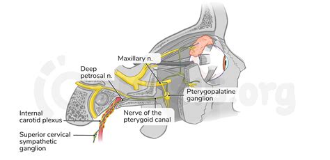 Anatomy of the pterygopalatine (sphenopalatine) fossa | Osmosis