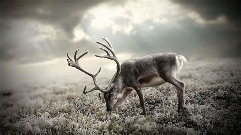 Reindeer Wallpapers - 4k, HD Reindeer Backgrounds on WallpaperBat