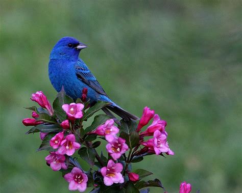 Birds and Flowers Wallpaper - WallpaperSafari