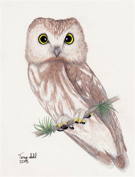 SuperB Owl Sunday – Drawn Owl Edition – Dakota Birder