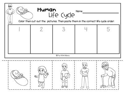 Human Life Cycle For Kids Worksheet