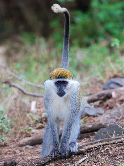 African green monkey | Ethiopia, Mammals, Africa