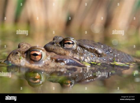 common toads breeding Stock Photo - Alamy