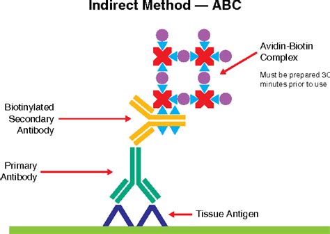 Figure 2 from Immunohistochemistry Staining Methods | Semantic Scholar