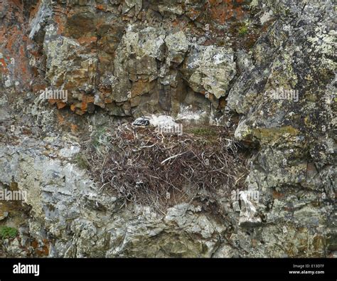 Golden Eagle nest Stock Photo - Alamy