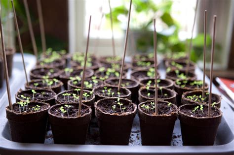 How to grow seeds indoors – SheKnows