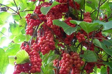 Schisandra Chinensis Extract Powder I Botanical Extract Manufacturer