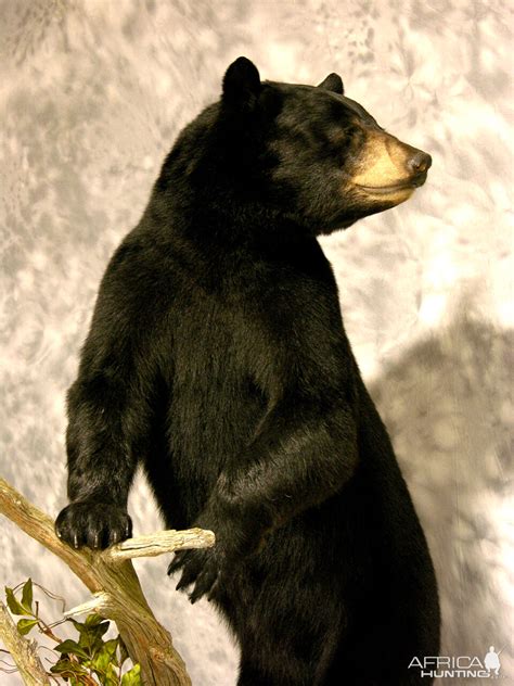 Black Bear Full Mount Taxidermy #4 | AfricaHunting.com