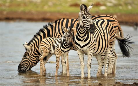 black/brown zebras | Baby animals funny, Cute animals, Mother and baby animals