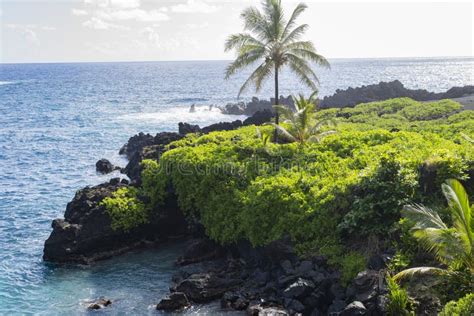 Black Volcanic Rock Formation And Greenery In Hawaii Stock Photo - Image of lava, rocky: 71507588