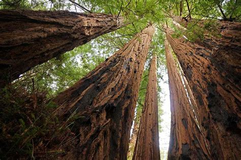 11 Facts About Coast Redwoods, the Tallest Trees in the World