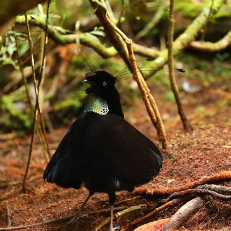 Discover Indonesia's Hidden Gem: The Western Parotia