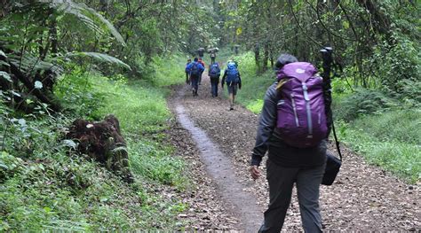 Vegetation Zones on Kilimanjaro: A Journey from Base to Summit