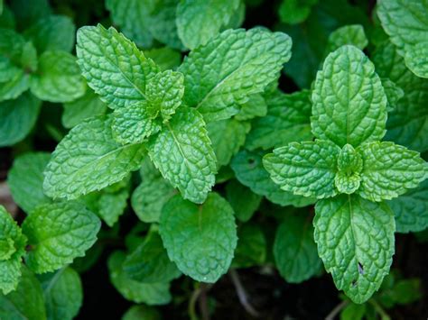 Care of Peppermint - How To Grow Peppermint Plants