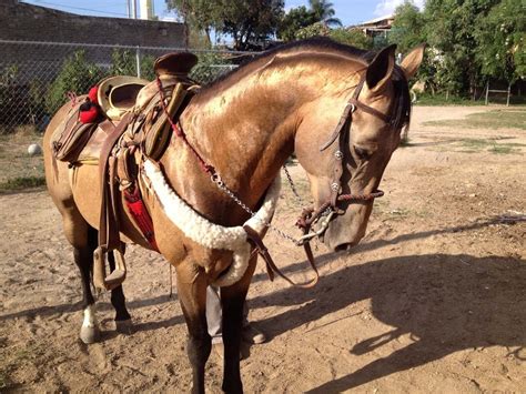 Caballos en Equinos | Caballos charros, Caballo bayo, Caballos aztecas