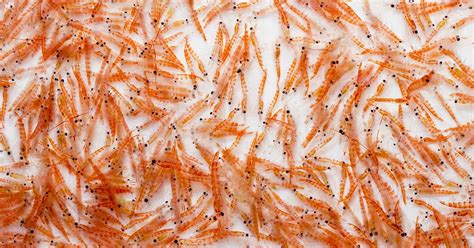 The Hidden Role of Krill in The Carbon Cycle | Science | News