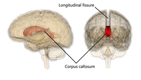 The cerebrum | Human Anatomy and Physiology Lab (BSB 141)