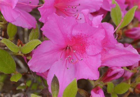 Winter Bloom: Will the Azaleas Flower Again this Spring?