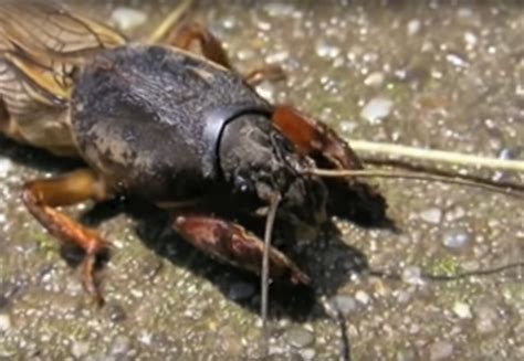 Information about Mole Crickets, all you need to know about Gryllotalpidae | Nexles