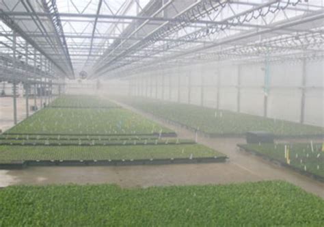 HUMIDITY CONTROL IN GREENHOUSE MIST COOLING – Fog System Dubai