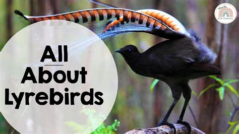 ALL ABOUT LYREBIRDS for kids - Facts about lyrebirds for information ...