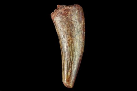 .64" Fossil Phytosaur (Machaeroprosopus) Tooth - New Mexico For Sale (#133287) - FossilEra.com