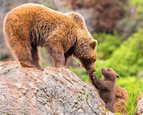 Absolutely Adorable Pictures Of Mommy And Baby Bears (56 pics ...