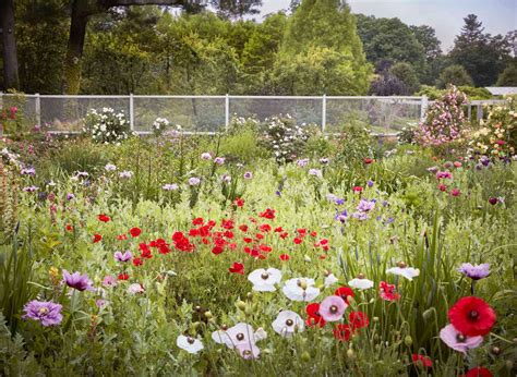 Martha Stewart's Favorite Poppy Varieties and Arranging Tips | Martha ...