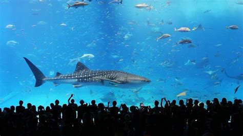 Aquariums in Japan