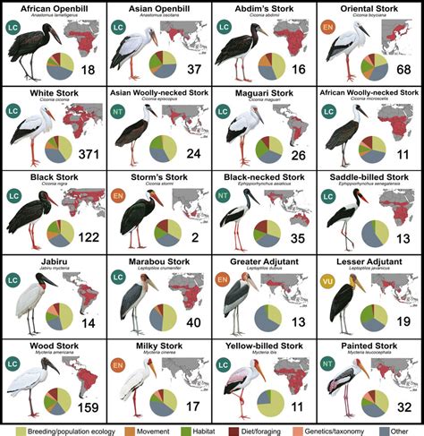 The 20 species of storks in the family Ciconiidae, each with their IUCN ...