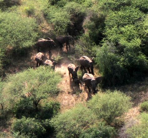 South Sudan Wildlife Surviving Civil War, but Poaching and Trafficking ...