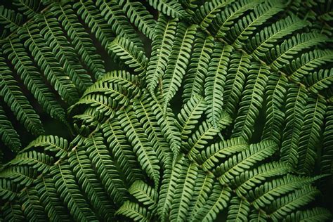 Green Fern Plant in Close Up Photography · Free Stock Photo