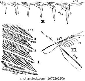 Feather Barbules: Over 5 Royalty-Free Licensable Stock Illustrations & Drawings | Shutterstock