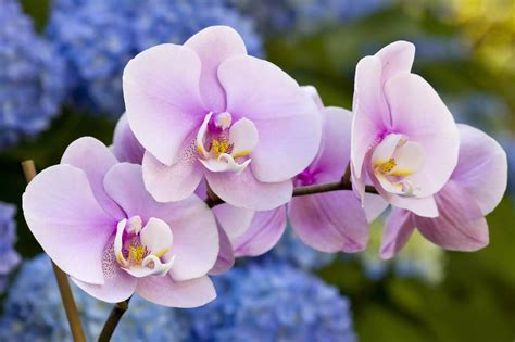5 Amazing Facts About Orchids - Vermont Republic