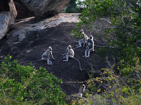 Tented safari wildlife Tour of Sri Lanka