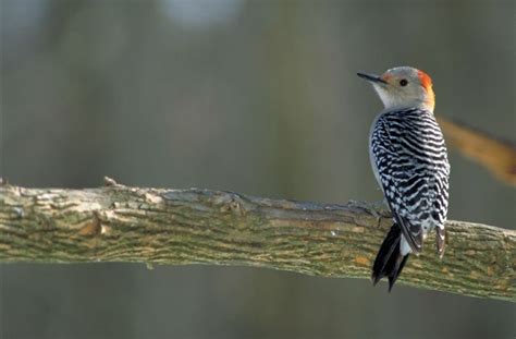 Piciformes - Alchetron, The Free Social Encyclopedia