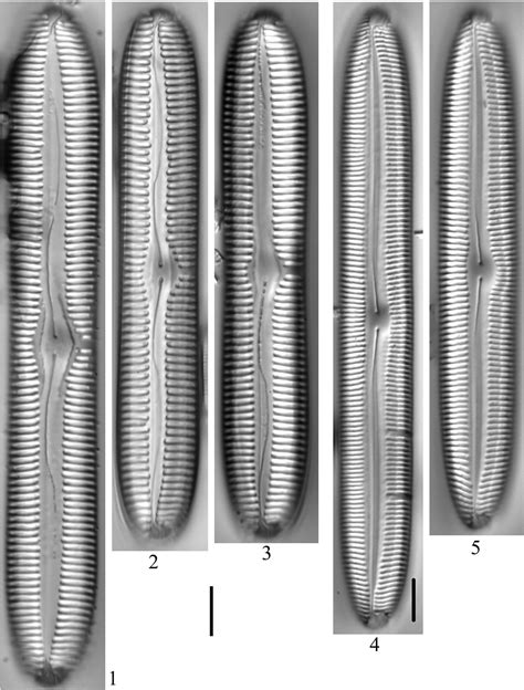 Atlas of diatoms (Bacillariophyta) from diverse habitats in remote regions of western Canada