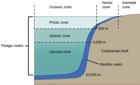 Ocean Zones Diagram | Quizlet