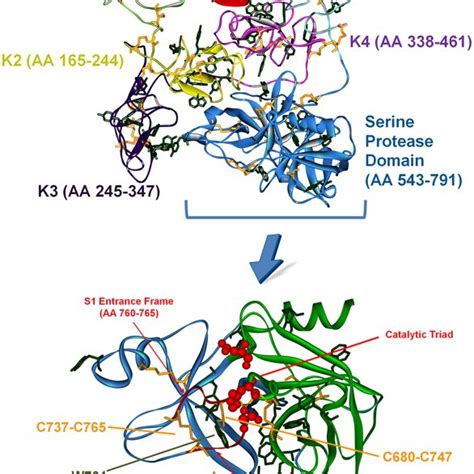 Proteolytic and photonic activation of plasminogen. 3D structures of... | Download Scientific ...