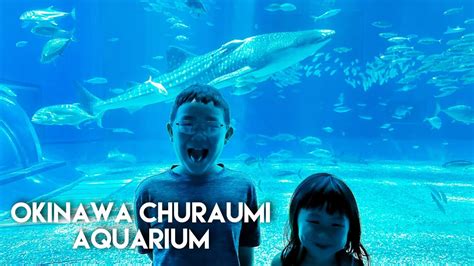 Okinawa Churaumi Aquarium / Jinta Whale Shark / Okinawa Japan / Manta ...