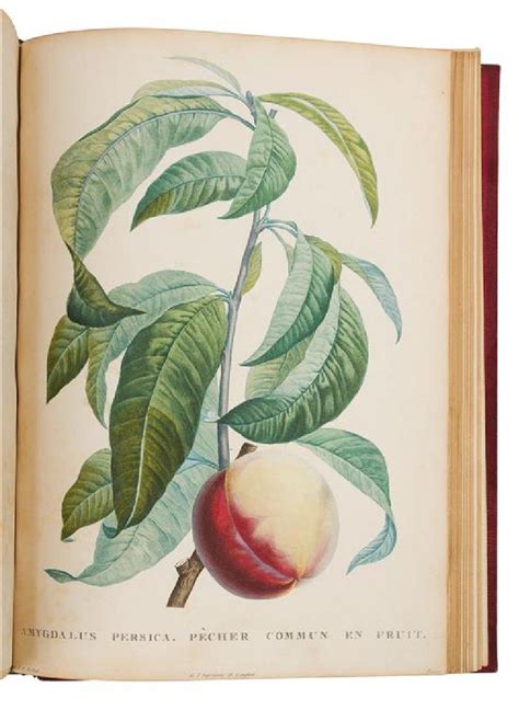 [BOTANICAL]. ROUSSEAU, Jean Jacques (1712-1778). - May 01, 2018 | Hindman in IL | Botanical art ...