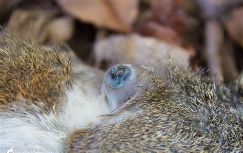 Warble Hole On Cat