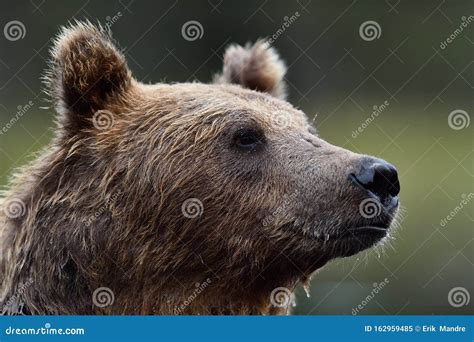 Brown Bear Portrait. Bear Closeup Stock Image - Image of wild, closeup ...